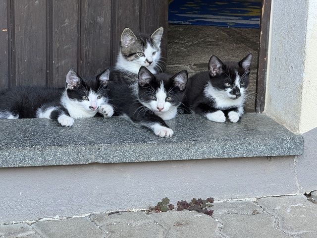 Katzenkinder Katze Kater Hauskatze Katzenbaby Babykatzen