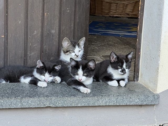 Katzenkinder Katze Kater Hauskatze Katzenbaby Babykatzen
