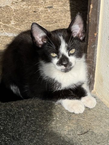 Katzenkinder Katze Kater Hauskatze Katzenbaby Babykatzen