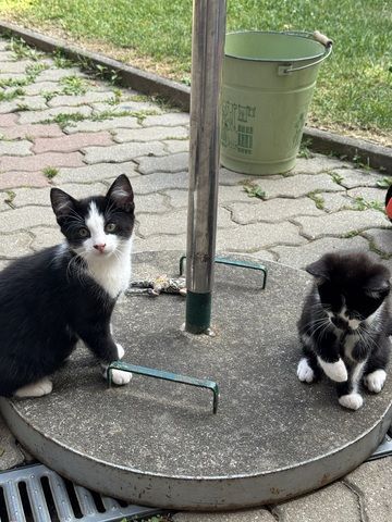Katzenkinder Katze Kater Hauskatze Katzenbaby Babykatzen