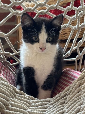 Katzenkinder Katze Kater Hauskatze Katzenbaby Babykatzen