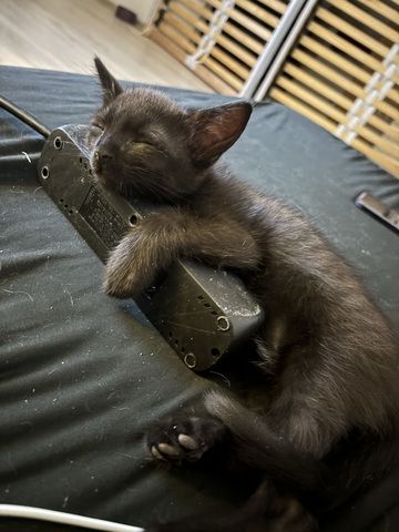 Kitten