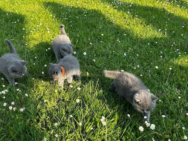 Britisch Kurzhaar Katzenbabys