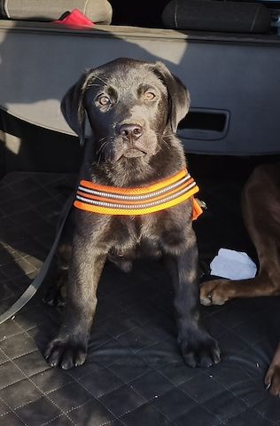 Labrador - Mix - Welpe (schwarz) abgabebereit 