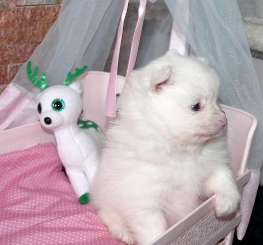 Reinrassige Pomeranian-Welpen zu verkaufen