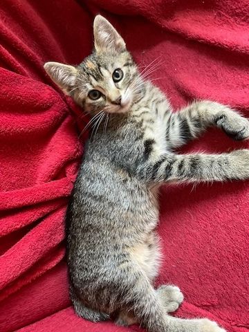 2 Schöne Kater Katzenkinder in gute Hände zu geben