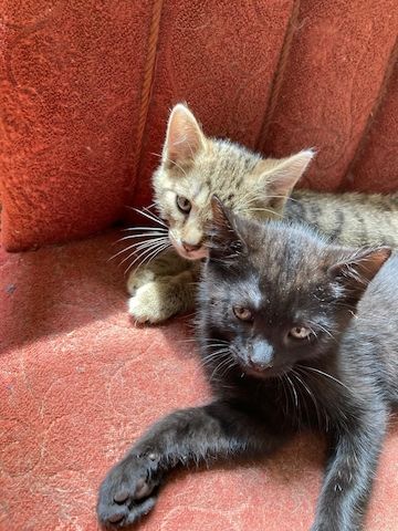 2 Schöne Kater Katzenkinder in gute Hände zu geben