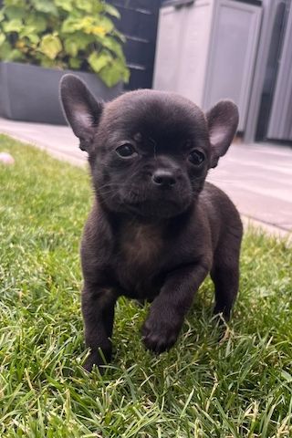 reinrassige Chihuahua Welpen