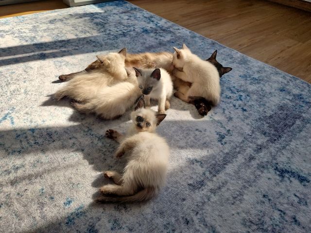 Siamkitten reinrassig