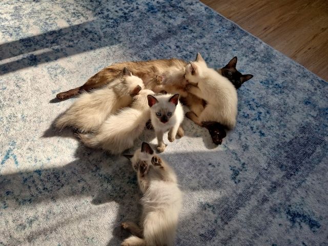 Siamkitten reinrassig