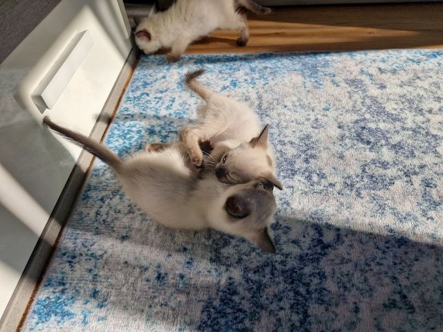 Siamkitten reinrassig
