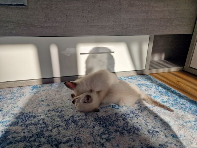 Siamkitten reinrassig