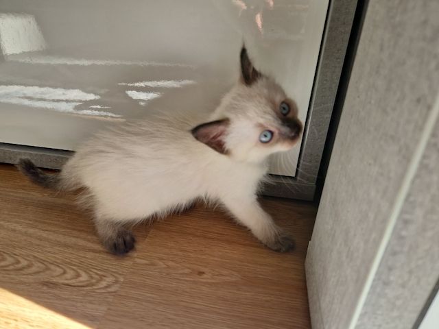 Siamkitten reinrassig