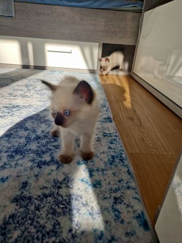 Siamkitten reinrassig
