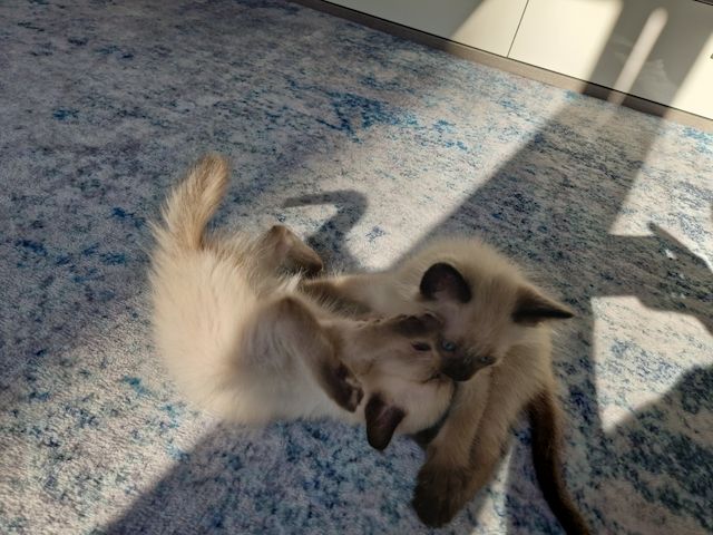Siamkitten reinrassig