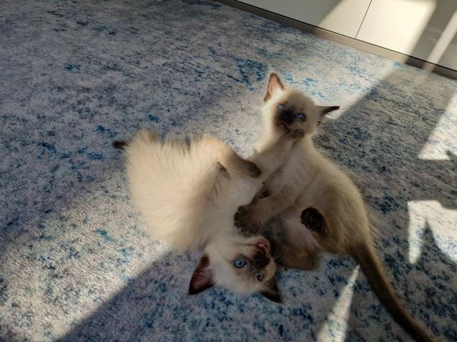 Siamkitten reinrassig