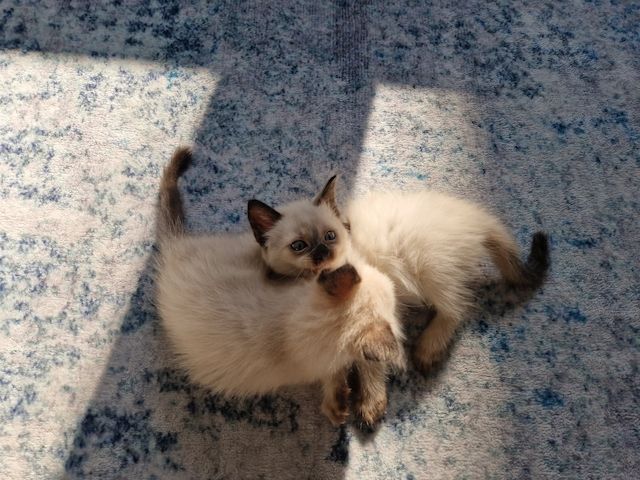 Siamkitten reinrassig