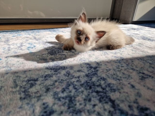 Siamkitten reinrassig