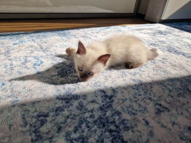 Siamkitten reinrassig