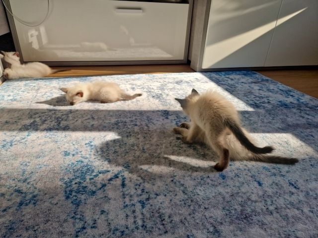 Siamkitten reinrassig
