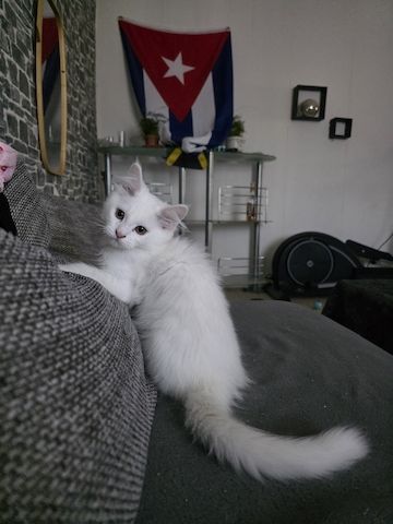 Mainecoon kitten