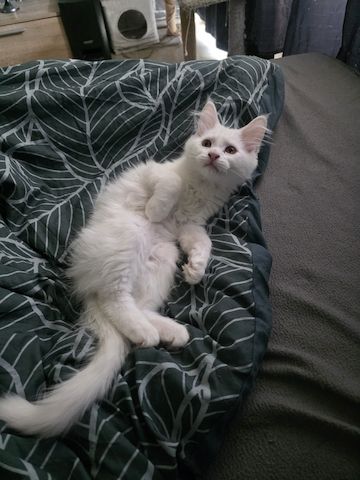Mainecoon kitten
