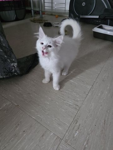 Mainecoon kitten