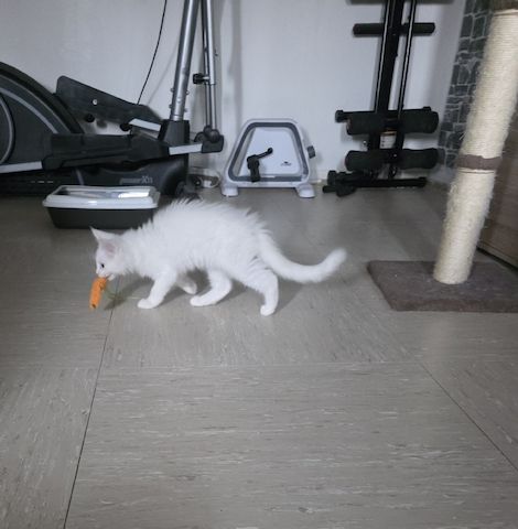 Mainecoon kitten