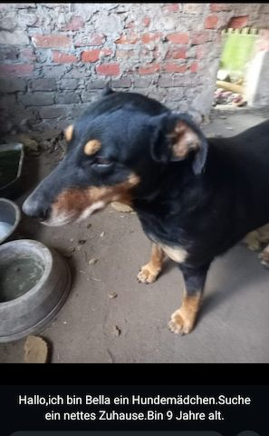 Bella2 sucht dringend ihr zuhause