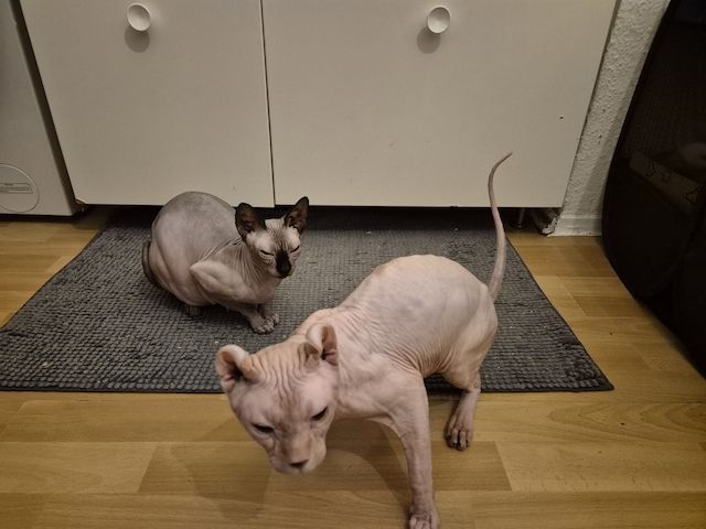 Sphinx