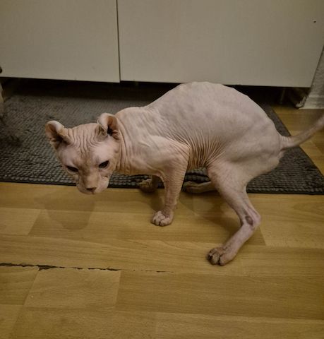 Sphinx
