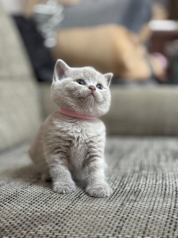 Bkh kitten kurzhaar
