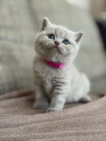 Bkh kitten kurzhaar