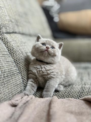 Bkh kitten kurzhaar