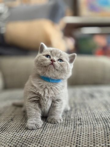 Bkh kitten kurzhaar