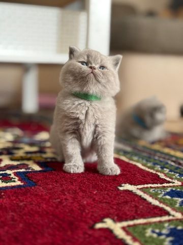 Bkh kitten kurzhaar