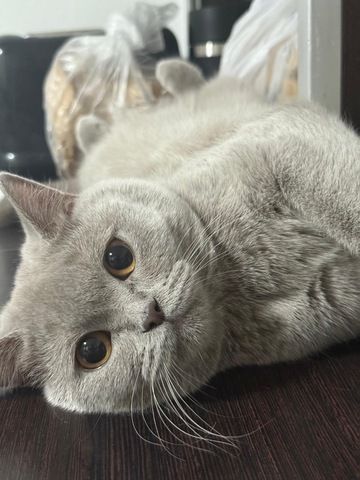 Bkh kitten kurzhaar