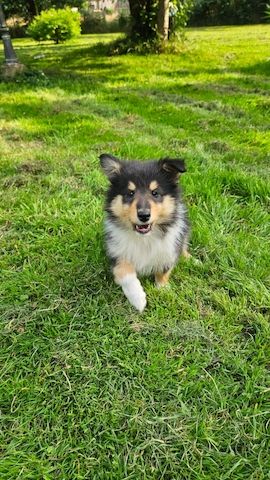 Wunderschöne langhaarig Tricolour Collie-Welpen mit liebevoller Aufzucht