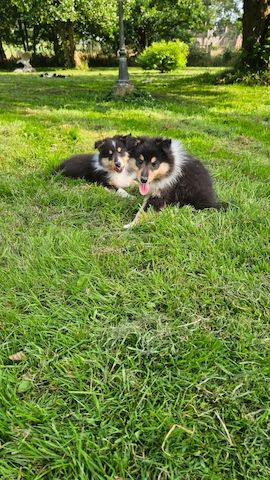 Wunderschöne langhaarig Tricolour Collie-Welpen mit liebevoller Aufzucht