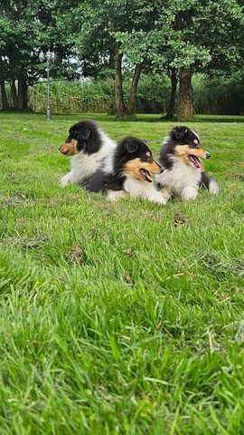 Wunderschöne langhaarig Tricolour Collie-Welpen mit liebevoller Aufzucht