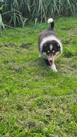 Wunderschöne langhaarig Tricolour Collie-Welpen mit liebevoller Aufzucht