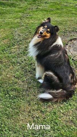 Wunderschöne langhaarig Tricolour Collie-Welpen mit liebevoller Aufzucht