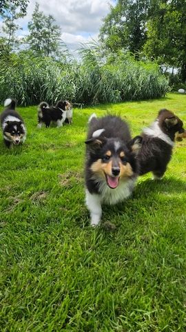 Wunderschöne langhaarig Tricolour Collie-Welpen mit liebevoller Aufzucht