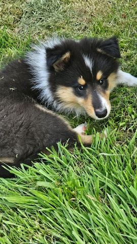Wunderschöne langhaarig Tricolour Collie-Welpen mit liebevoller Aufzucht
