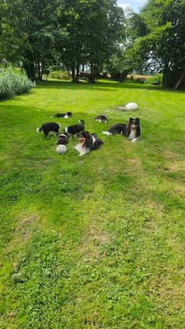 Wunderschöne langhaarig Tricolour Collie-Welpen mit liebevoller Aufzucht