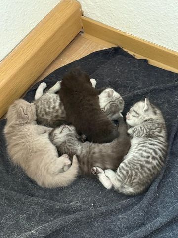 5 süße BKH Kitten suchen ab Anfang September ein neues zu Hause!