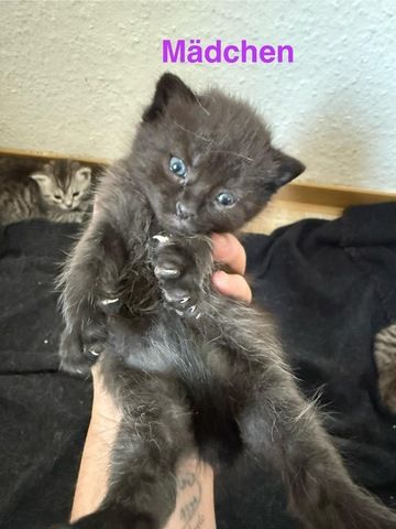 5 süße BKH Kitten suchen ab Anfang September ein neues zu Hause!