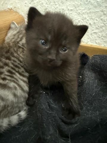 5 süße BKH Kitten suchen ab Anfang September ein neues zu Hause!