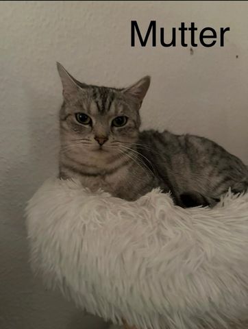 5 süße BKH Kitten suchen ab Anfang September ein neues zu Hause!