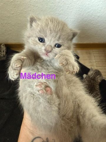5 süße BKH Kitten suchen ab Anfang September ein neues zu Hause!